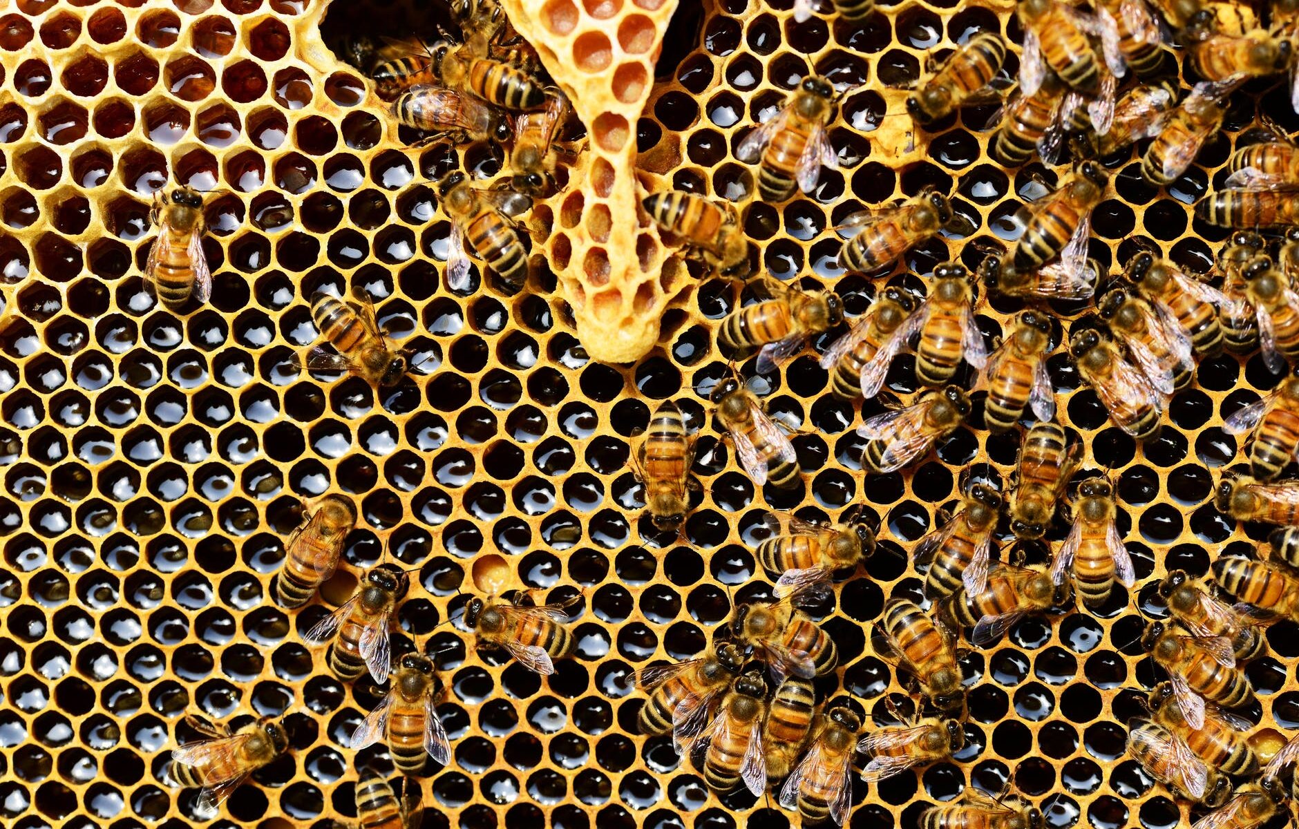honeycomb close up detail honey bee